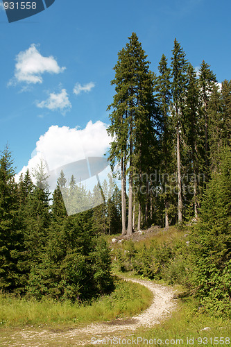 Image of Hiking trail in the forest