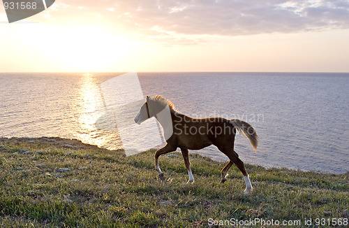 Image of Horse