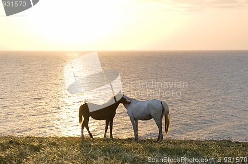 Image of Horses