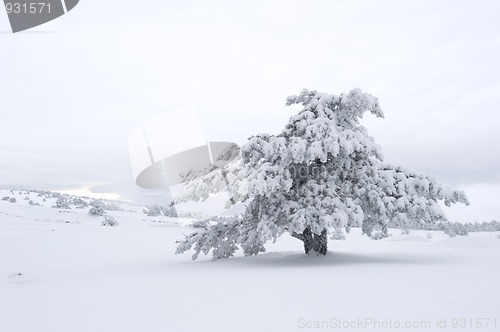 Image of Winter Scenics