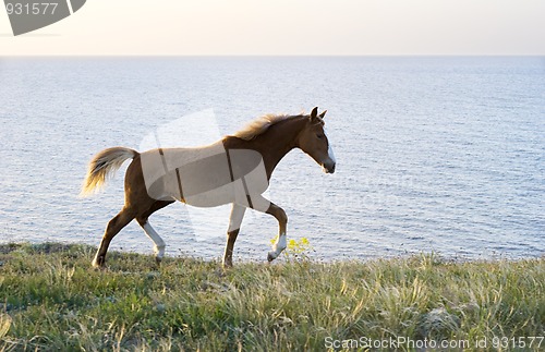 Image of Horse