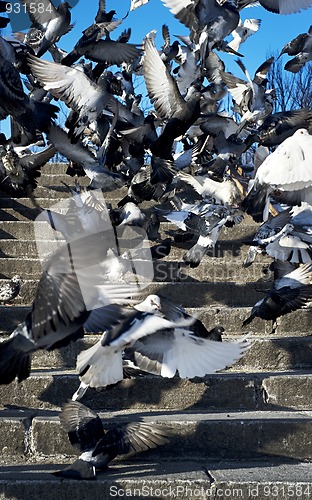 Image of  Flock of Pigeons