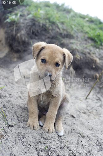 Image of Homeless puppy