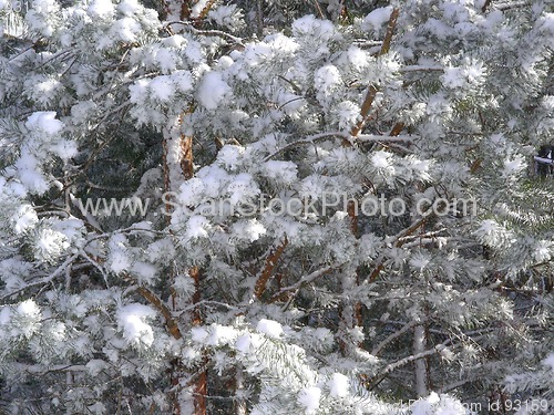 Image of branches of pine