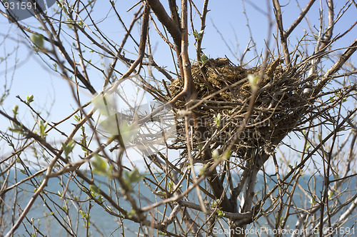 Image of Bird nest
