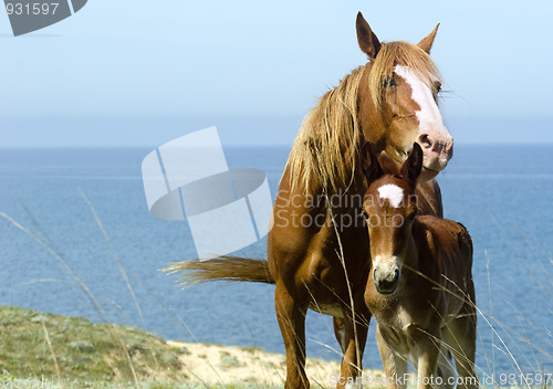 Image of Horses