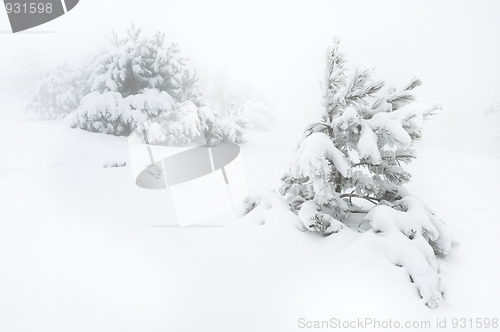 Image of Snow covered tree