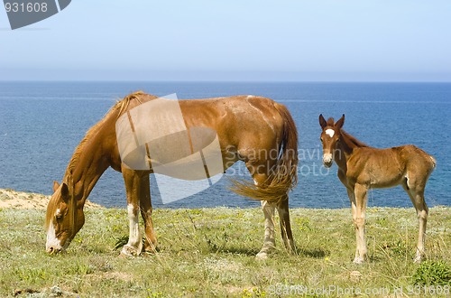Image of Horses