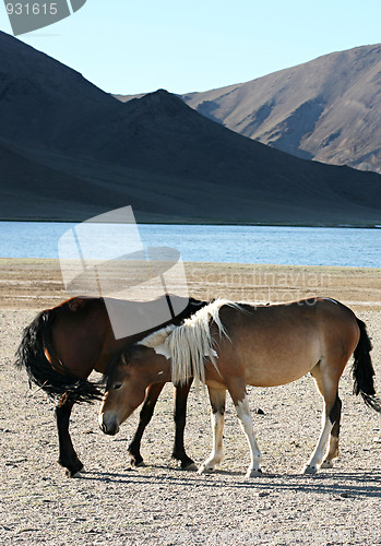 Image of Horses