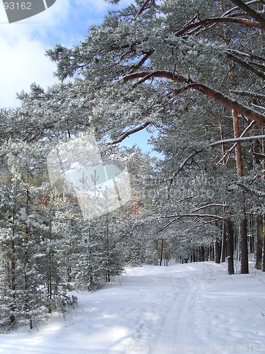 Image of forest in winter