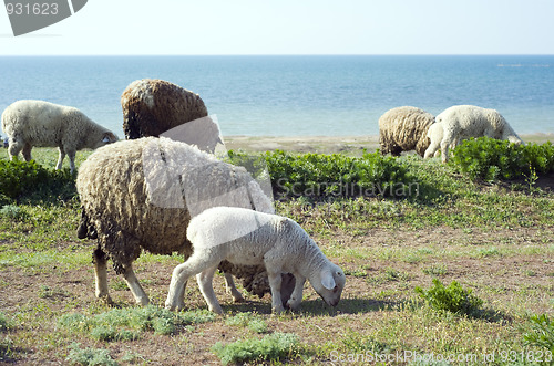 Image of Herd of sheep