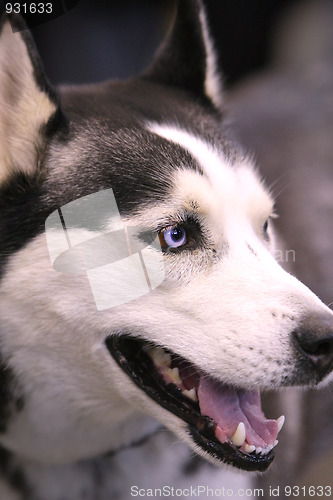 Image of  Husky