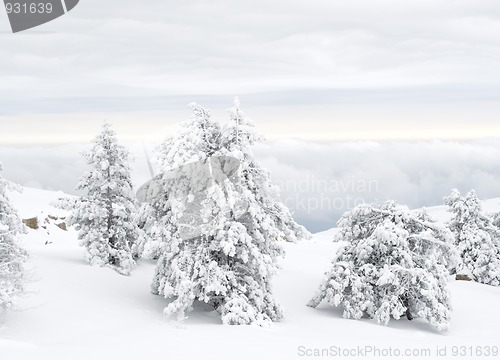 Image of Snow covered tree