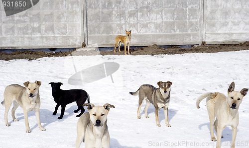 Image of Homelessness dogs