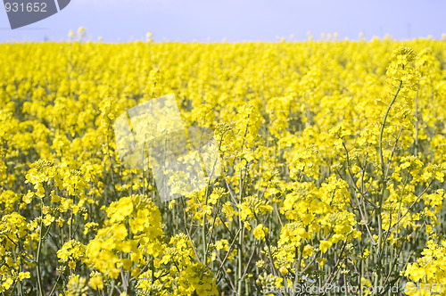 Image of  Rape field