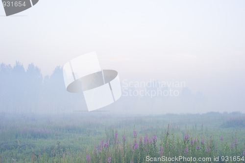 Image of Morning fog