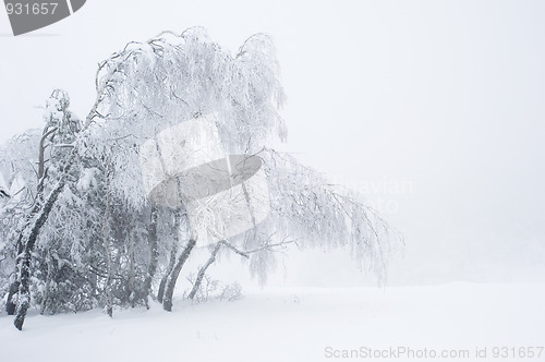 Image of Winter snow park