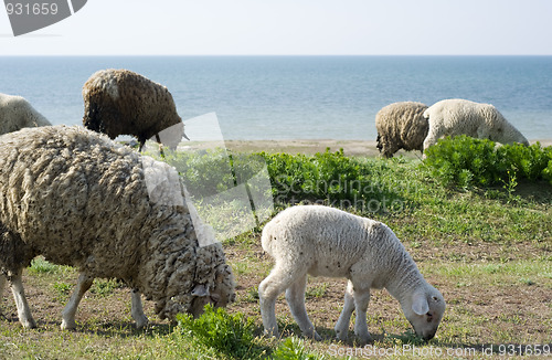 Image of Herd of sheep 