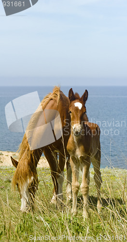 Image of Horses