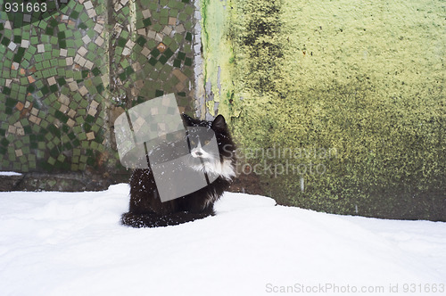Image of Cat
