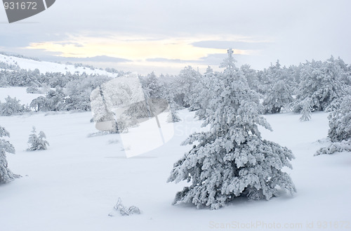 Image of Snow covered tree