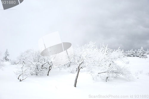 Image of Winter Scenics