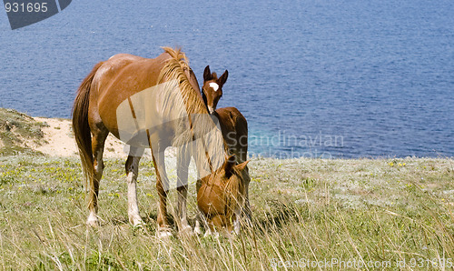 Image of Horses