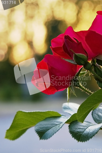 Image of Red and gold