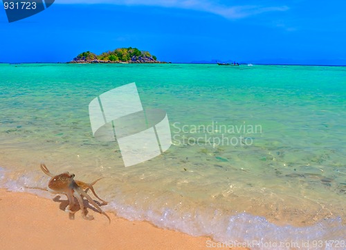 Image of Baby Octopus taking a stroll