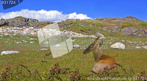 Image of Roe deer at Moelen