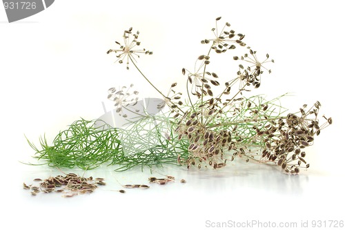 Image of Dill seeds