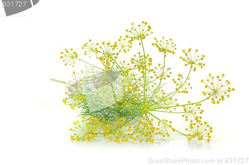 Image of Dill with flower