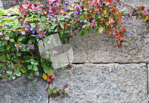 Image of Stone wall with flowers