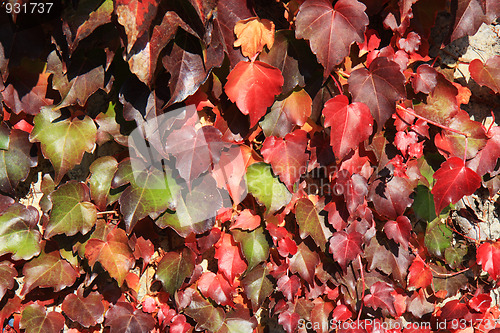 Image of Vine leaves