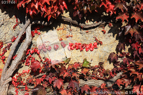 Image of Wild vines on the wall