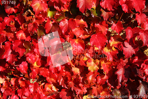 Image of Autumnal vine leaves