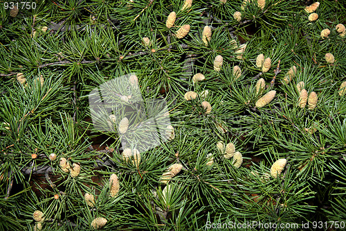 Image of Pine branches