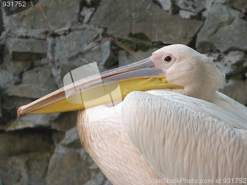 Image of Pompous pelican