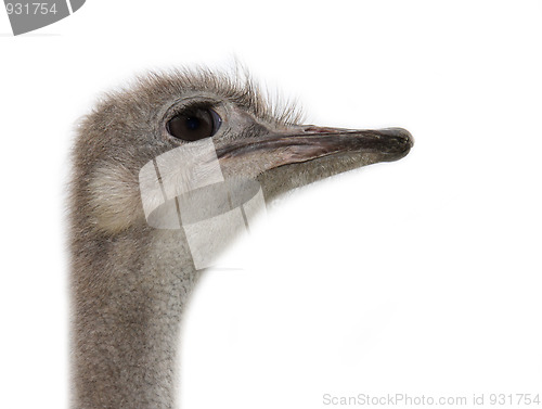 Image of Ostrich head