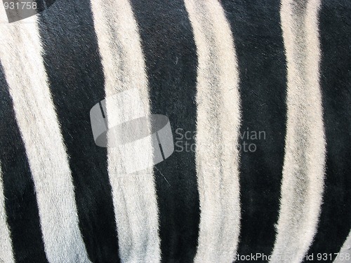 Image of Skin of a zebra