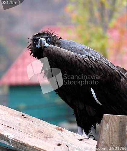 Image of Black vulture 