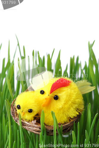 Image of Easter chicks in the grass isolated on white                