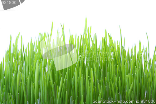 Image of Grass