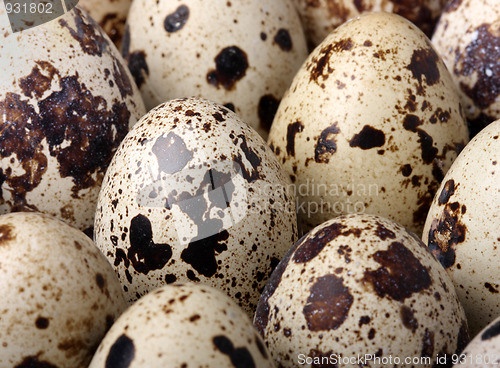 Image of Quail eggs