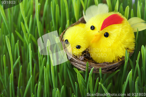 Image of Easter chicks in the grass