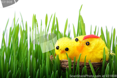 Image of Easter chicks in the grass