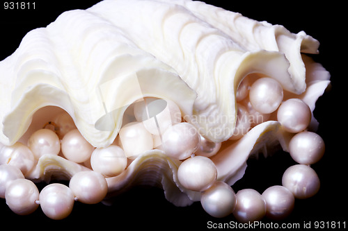 Image of Pearl in shell