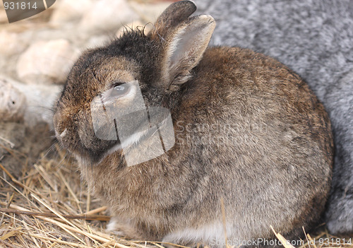 Image of Little bunny