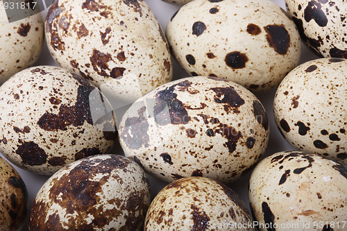 Image of Quail eggs