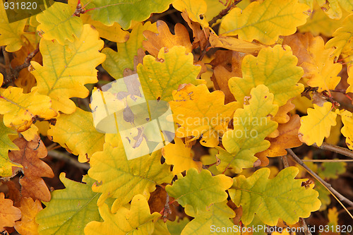 Image of Autumn leaves background